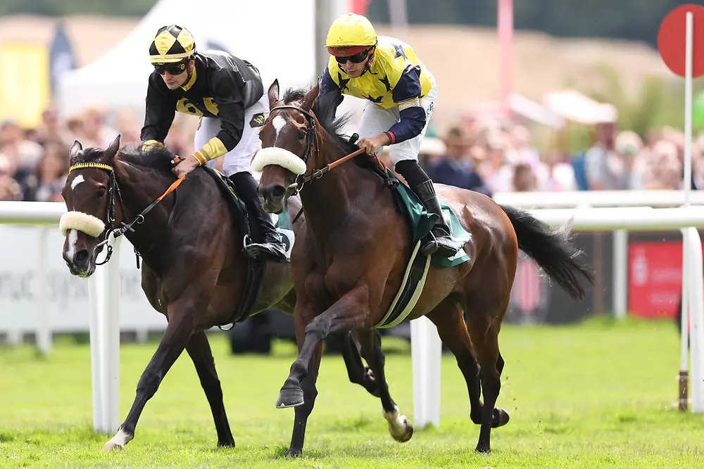 Zwei Rennpferde im Galopp während eines Pferderennens