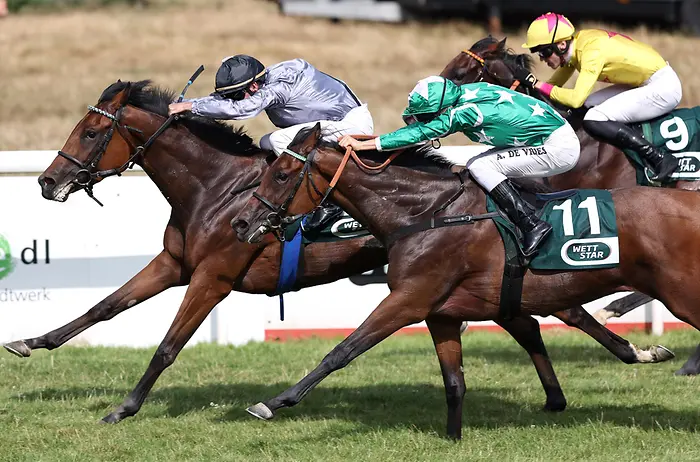 Zwei Rennpferde im Galopp während eines Pferderennens