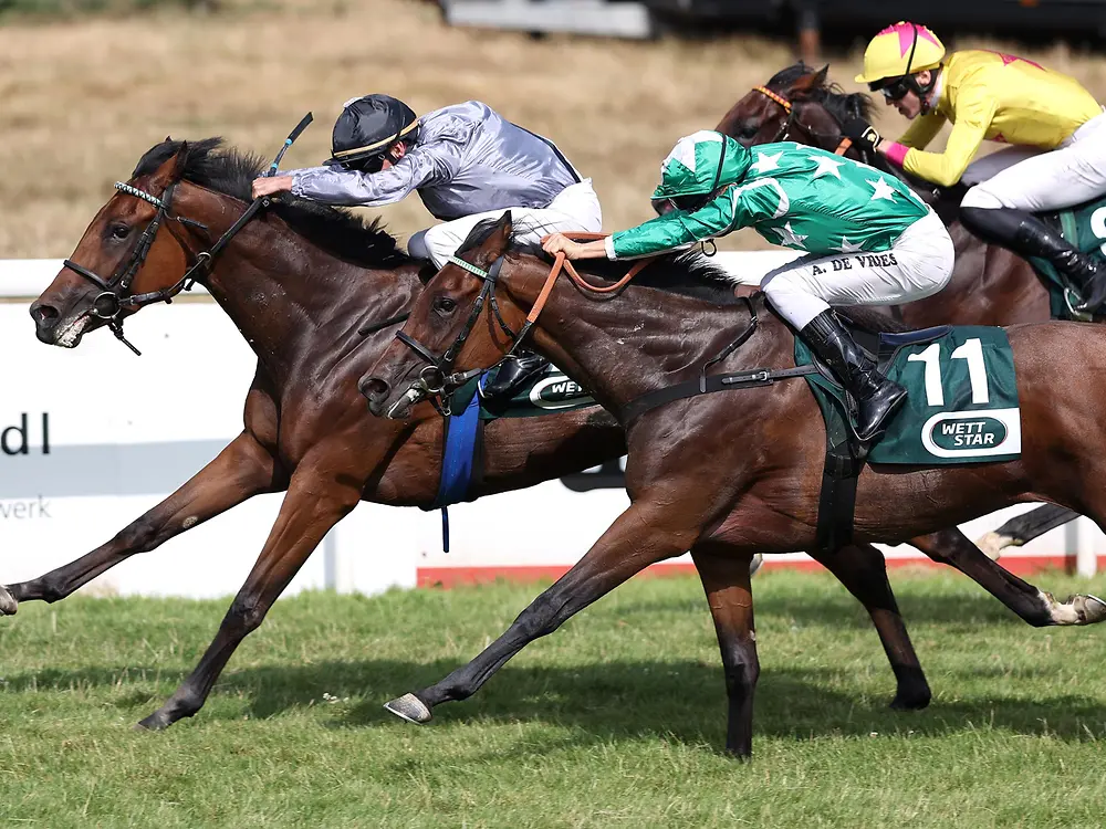 Zwei Rennpferde im Galopp während eines Pferderennens